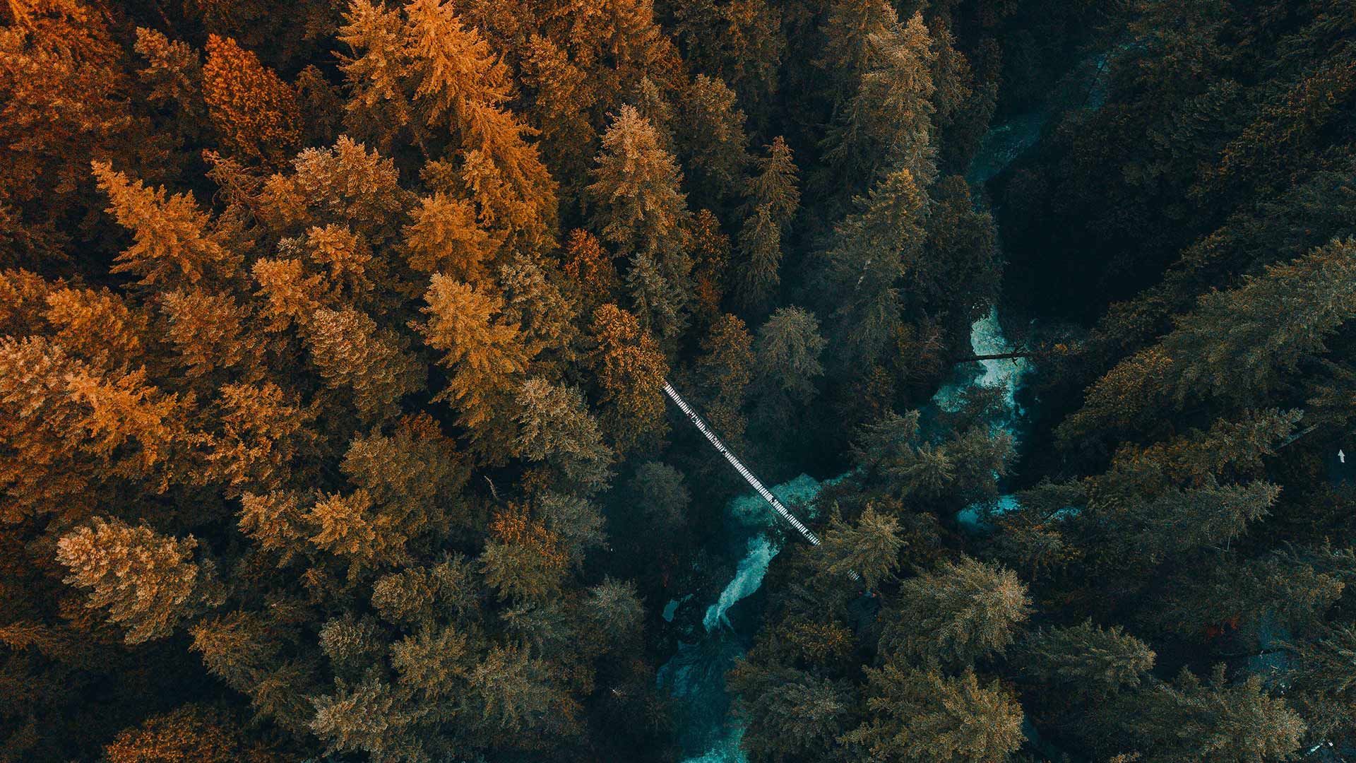 Aerial view of forest, Vancouver, B.C., Canada