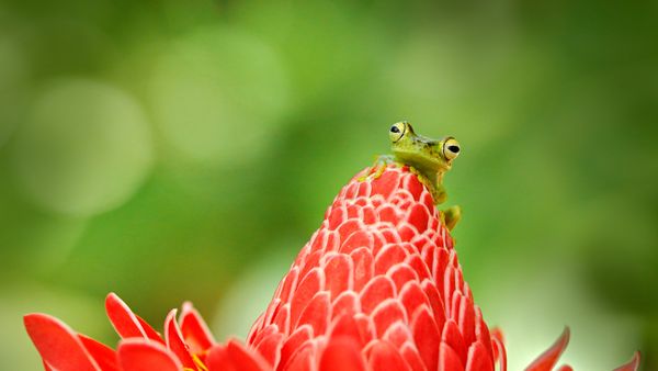 Tree frog, Costa Rica