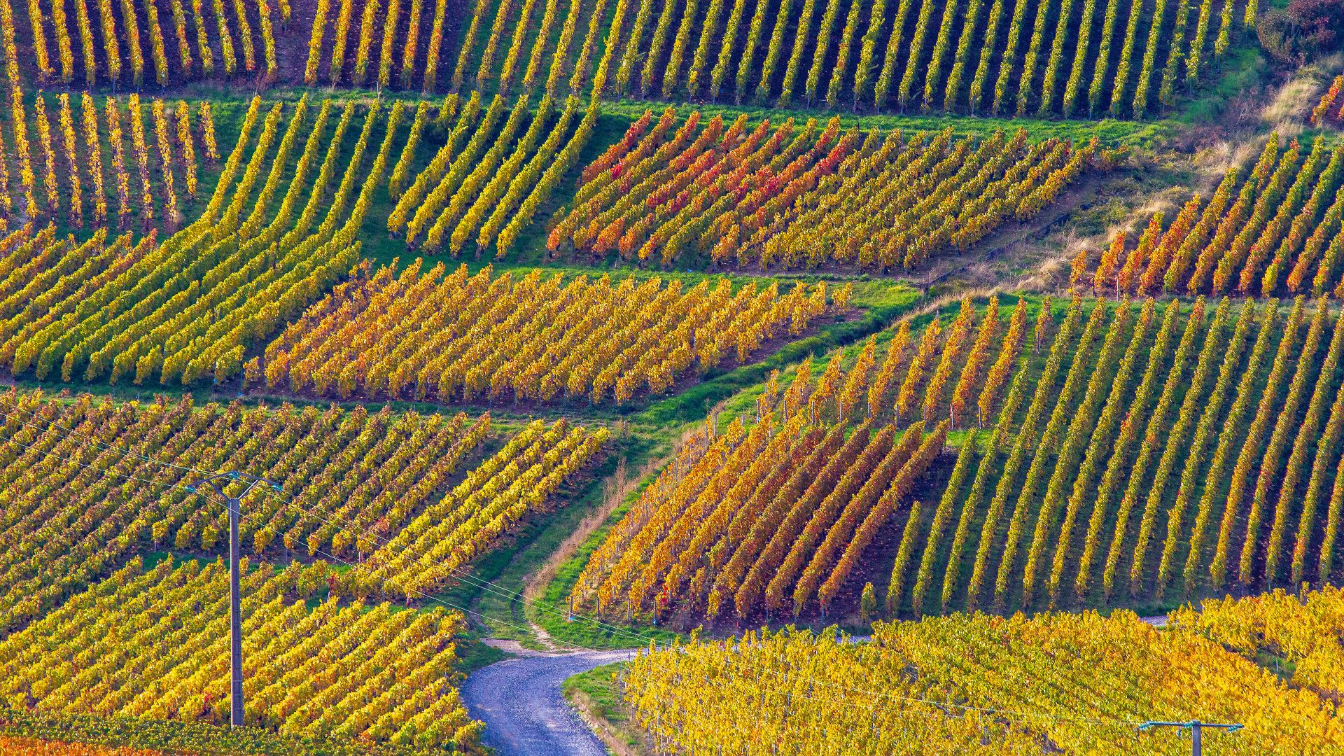 Vignobles de Champagne, parc naturel régional de la Montagne de Reims, Verzenay