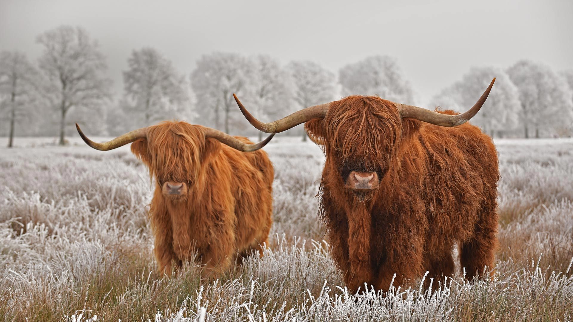 Highland cattle in Drenthe province, Netherlands