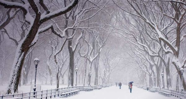 Snow covered trees and benches in Central Park, New York City