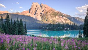 Pink wildflowers by Emerald Lake in summer, Yoho National Park, British Columbia (© Olga Matveeva/Getty Images)(Bing Canada)