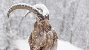 Stambecco sotto una forte nevicata, Alpi, Italia (© Paolino Massimiliano Manuel/Getty Images)(Bing Italia)