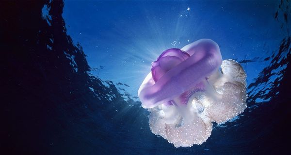 Crown jellyfish (Netrostoma setouchina) in the water near Niue, South Pacific