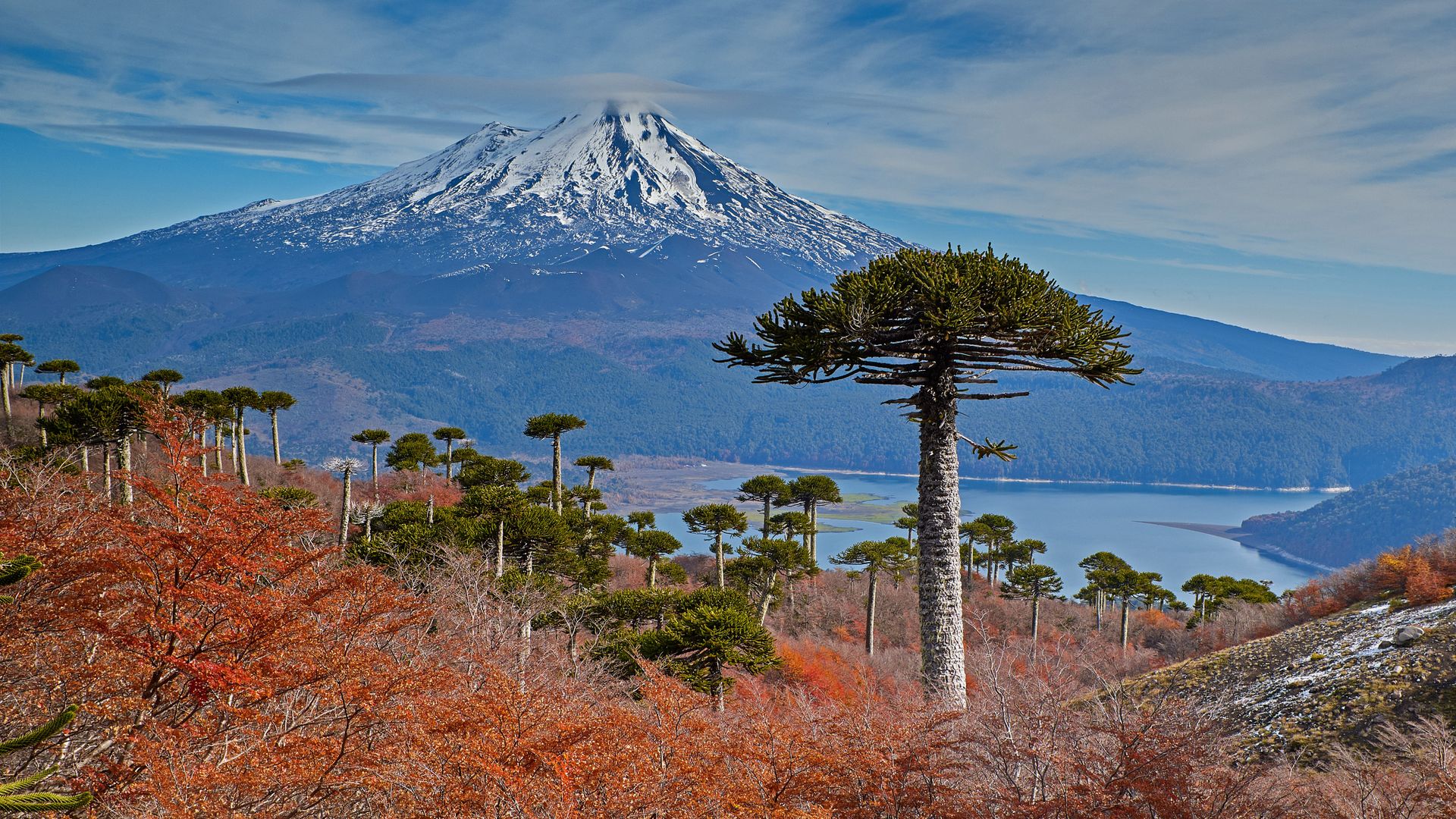 Llaima Volcano with Araucaria trees in the foreground, Conguillío National Park, Chile
