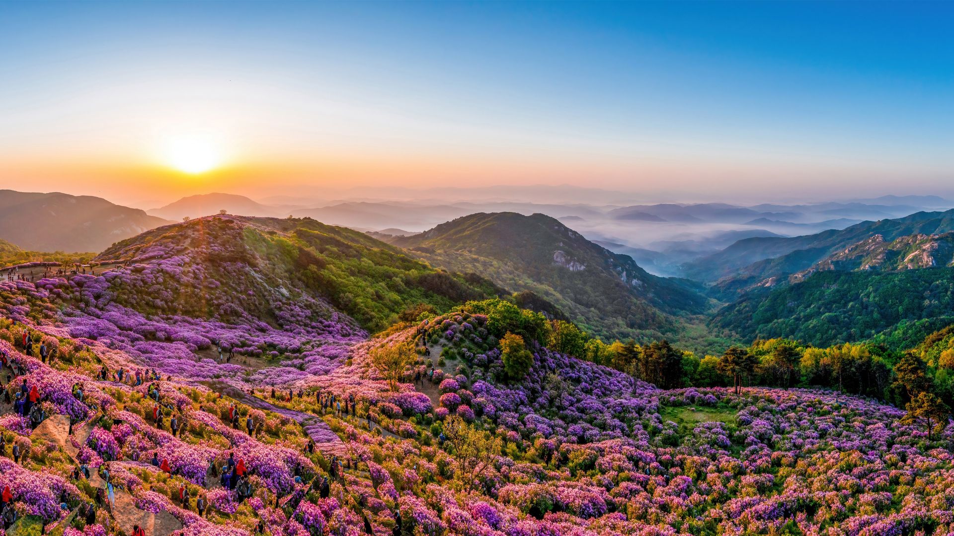 Azalee reali in fiore sul monte Hwangmaesan, Corea del Sud
