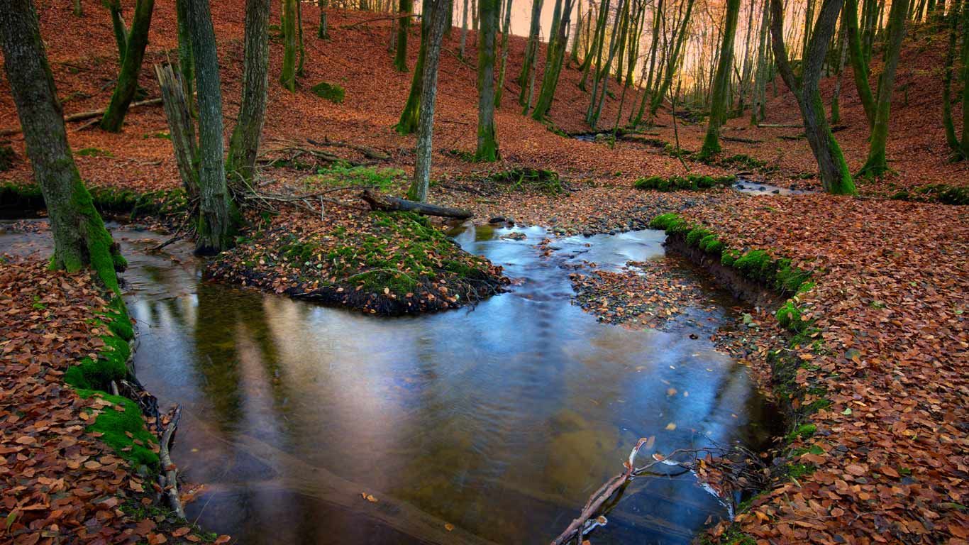 Autumnal forest, Sweden