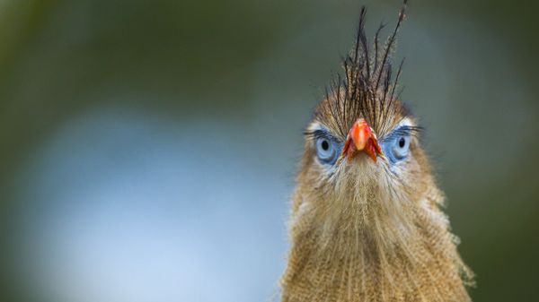 Red-legged seriema at the Apenheul Zoo in Apeldoorn, Netherlands