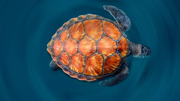 A green sea turtle shows off its shell