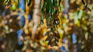Papillons monarques, Goleta, Californie, États-Unis (© Craig Rademacher/500px/Getty Images)(Bing France)