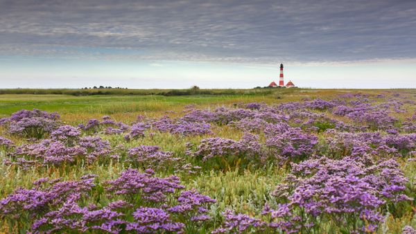 Blühender Lavendel und Leuchtturm Westerheversand in Westerhever, Nordfriesland, Schleswig-Holstein