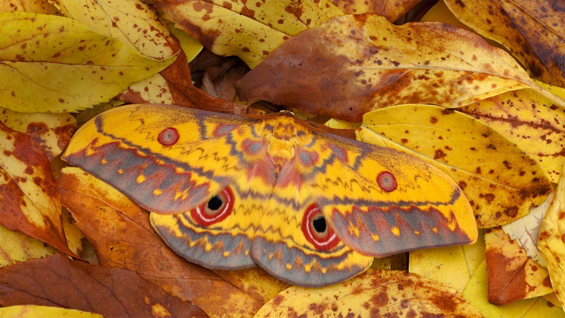 A saturniid moth in Mole National Park, Larabanga, Ghana
