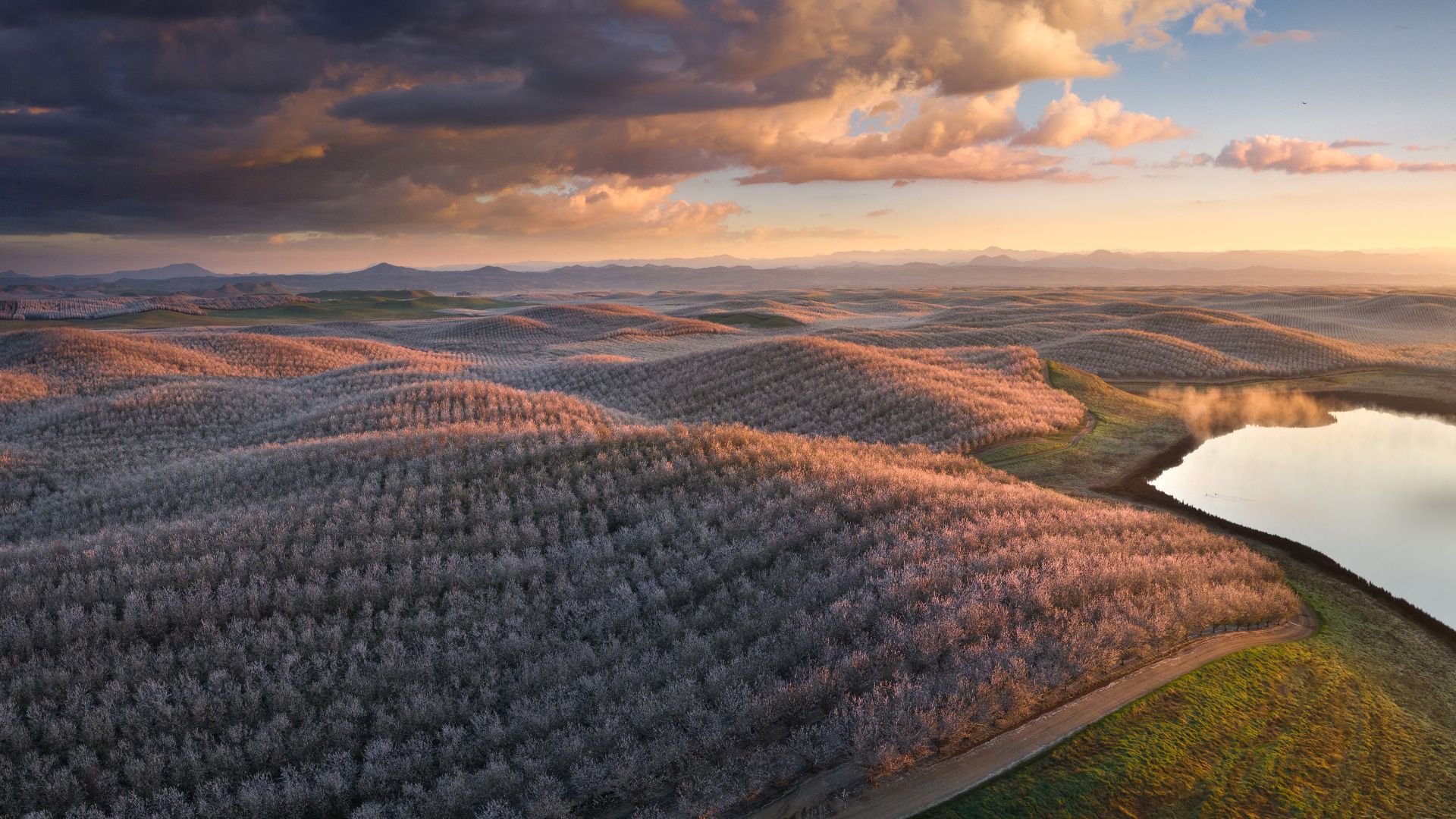 Almond trees in full bloom, California, USA