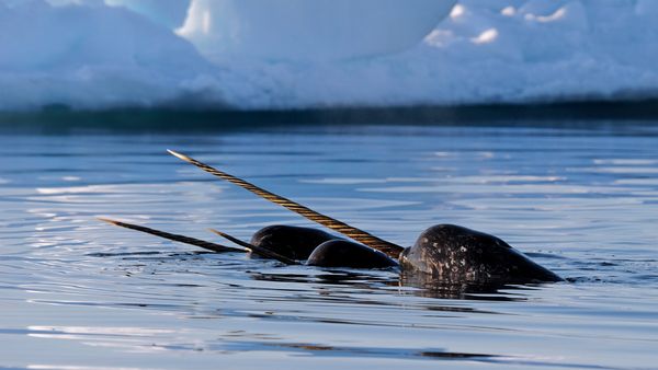 A pod of narwhals near Baffin Island, Nunavut, Canada