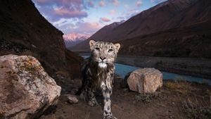 Snow leopard in the Tian Shan, Kyrgyzstan (© Sebastian Kennerknecht/Minden Pictures)(Bing New Zealand)