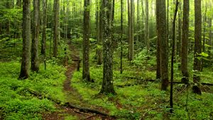 Sentiero forestale nel Parco Nazionale delle Great Smoky Mountains, Tennessee, USA (© putmanphoto/Getty Images)(Bing Italia)