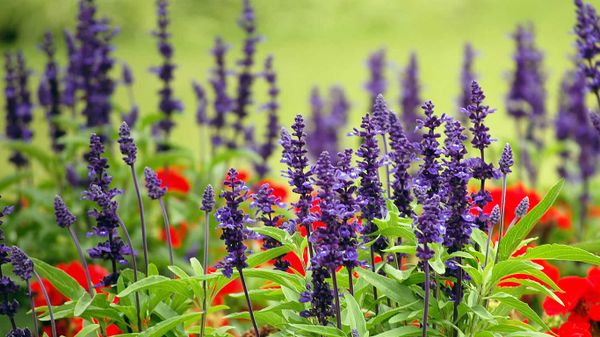 Lavender and papaver at Royal Botanic Garden, Sydney, Australia