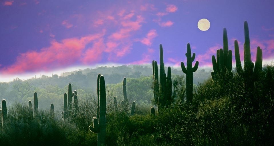 SaguaroNP