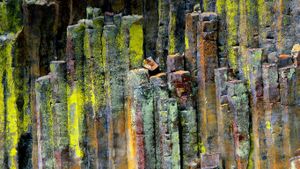 在乌姆普夸国家森林的柱状玄武岩石材，美国俄勒冈州 (© Jaynes Gallery/Danita Delimont)(Bing China)