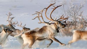 挪威芬马克，卡拉索克附近村落里的驯鹿 (© GS/Gallery Stock)(Bing China)