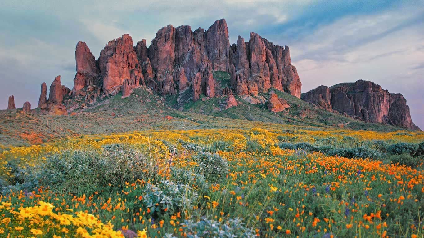 Wildflowers in bloom at Lost Dutchman State Park in Arizona
