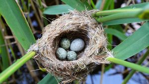 Kuckucksei im Nest eines Teichrohrsängers, Deutschland (© blickwinkel/Alamy Stock Photo)(Bing Deutschland)