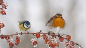 A robin and blue tit perched on a twig with frozen crab apples (© NPL/Minden Pictures)(Bing United Kingdom)