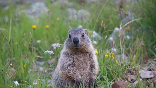 Young alpine marmot