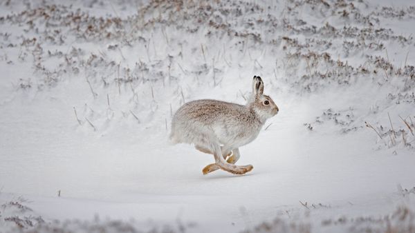 Schneehase im verschneiten Hochland, Schottland