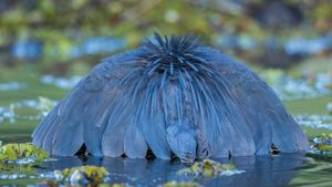 Black heron canopy hunting, Chobe National Park, Botswana (© Paul Souders/Minden PIctures)(Bing New Zealand)