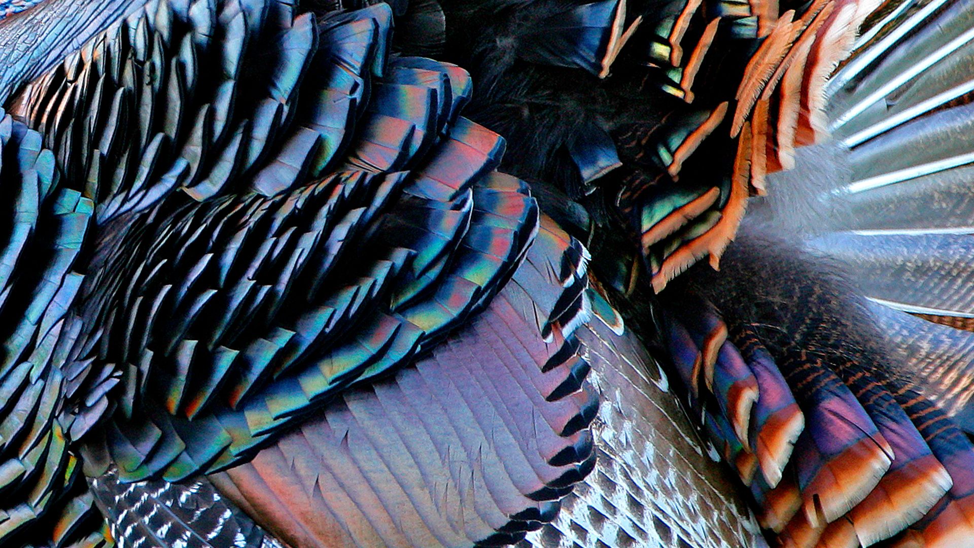 Male wild turkey plumage, Aransas Natural Wildlife Refuge, Texas