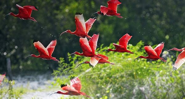 ScarletIbis