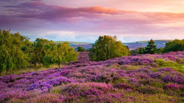 Purple and pink heather on heathland near Studland, Dorset