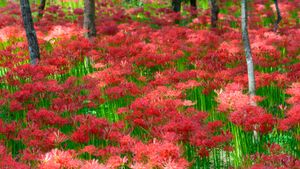 巾着田の彼岸花, 埼玉県 日高市 (© Scirocco340/Shutterstock)(Bing Japan)