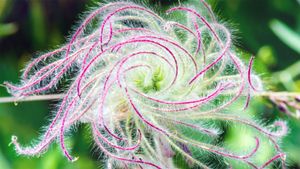 The long plumes of a three-flowered avens as it goes to seed (© Sunshine Haven Photo/Shutterstock)(Bing United States)
