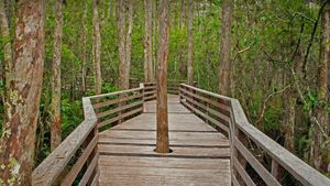 螺旋沼泽鸟兽禁猎区的小径,佛罗里达州 (© Bill Gozansky/Alamy)(Bing China)
