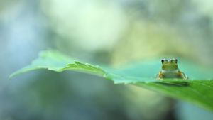 Tree frog on leaf (© Tetsuya Tanooka/DEEPOL by plainpicture)(Bing United States)