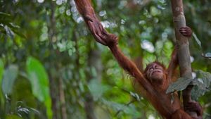 An infant Sumatran orangutan in Gunung Leuser National Park, Indonesia (© Cyril Ruoso/Minden Pictures)(Bing New Zealand)