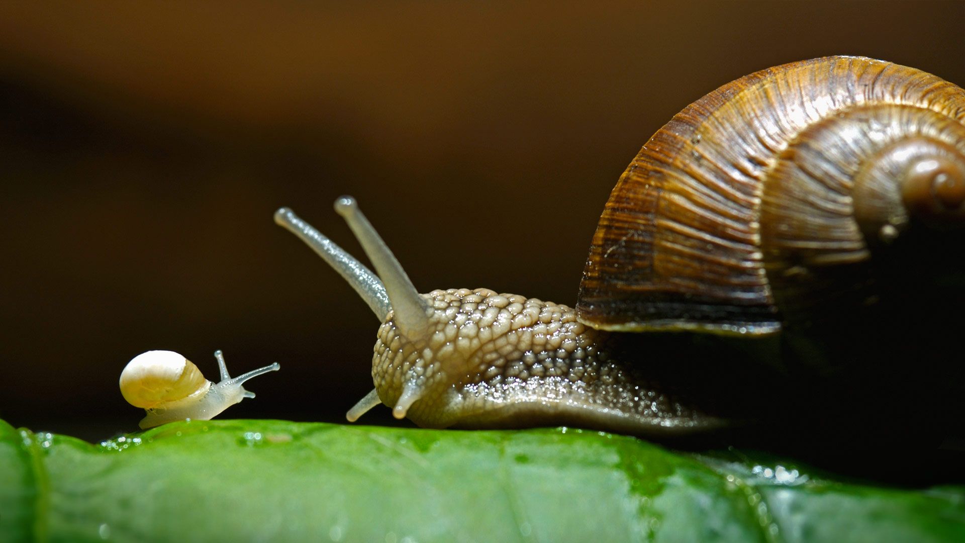 Burgundy snails, also called edible snails