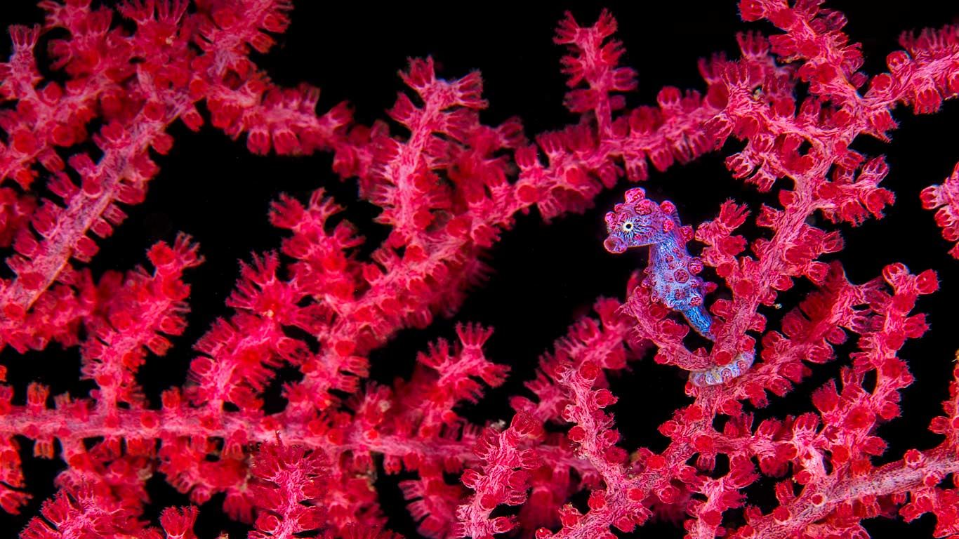 A pygmy seahorse hiding in a sea fan