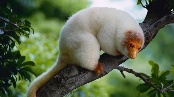 Common spotted cuscus