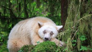 A sleeping Kermode bear in British Columbia, Canada (© John E Marriott/SuperStock)(Bing United States)