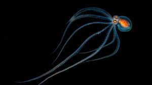 夜间潜水时发现的章鱼，夏威夷科纳附近 (© Jeff Milisen/Alamy)(Bing China)
