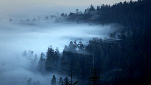 ｢レッドウッド国立公園の霧｣アメリカ, カリフォルニア州 (© David Fortney/Corbis Motion)(Bing Japan)