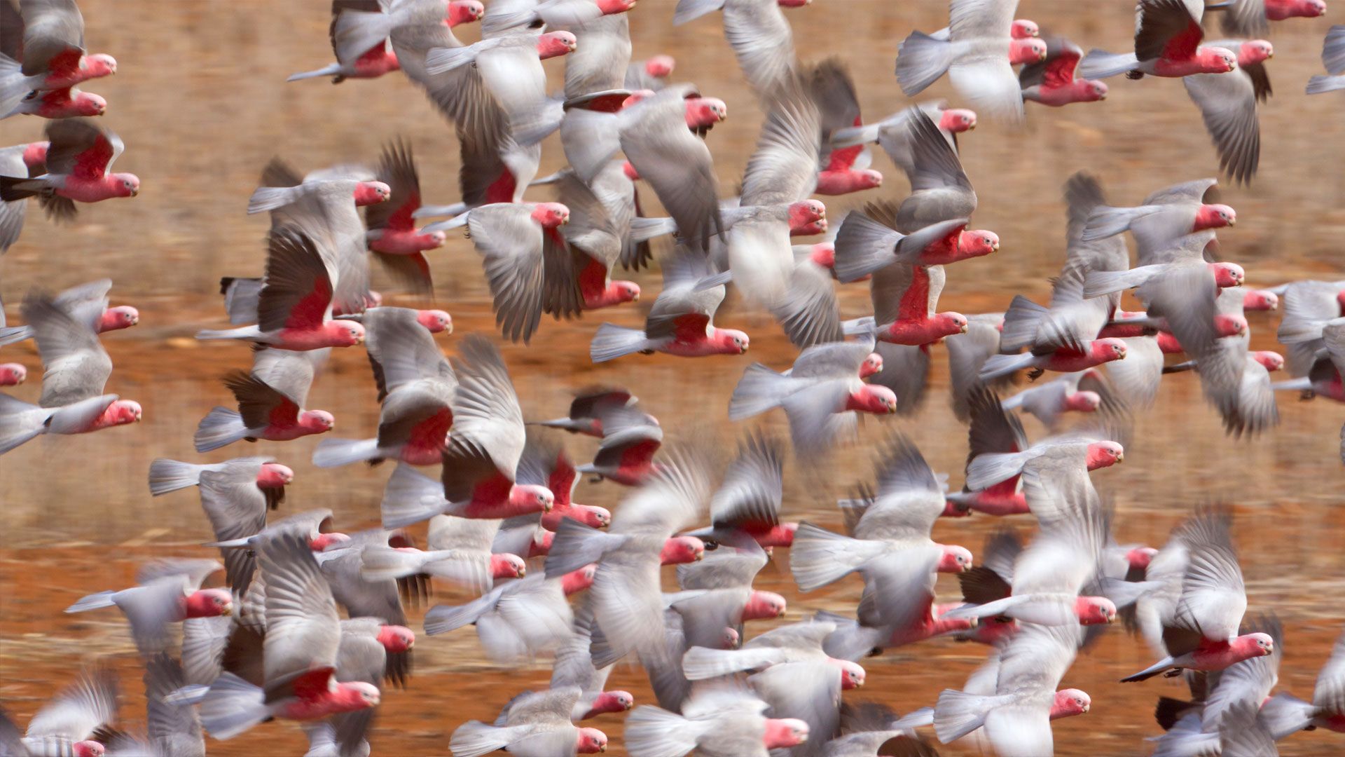 Galah (Eolophus roseicapilla) flock flying in Western Australia