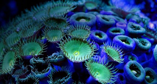 Sea mat (Protopalythoa species)