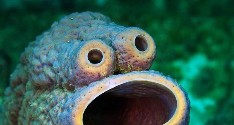StovePipeSponge