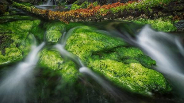 A forest stream in Gwaii Haanas National Park Reserve and Haida Heritage Site, Haida Gwaii, British Columbia, Canada