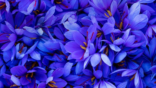 Saffron crocus flowers in Spain
