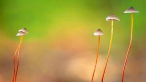 Saffrondrop bonnet mushrooms in Meerdaal, Belgium (© Danny Lap/Minden Pictures)(Bing Australia)